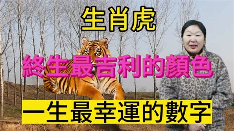 屬虎的幸運數字|屬虎的幸運數字是什麼？深入解析生肖虎的幸運數字與運勢